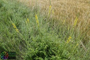 agrimonia eupatoria (800 x 1200).jpg_product_product_product_product_product